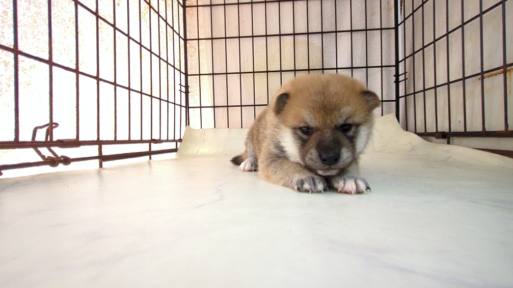 茨城県の柴犬(標準サイズ) (ペットショップスズキ/2025年9月18日生まれ/男の子/その他色)の子犬の1枚目の画像