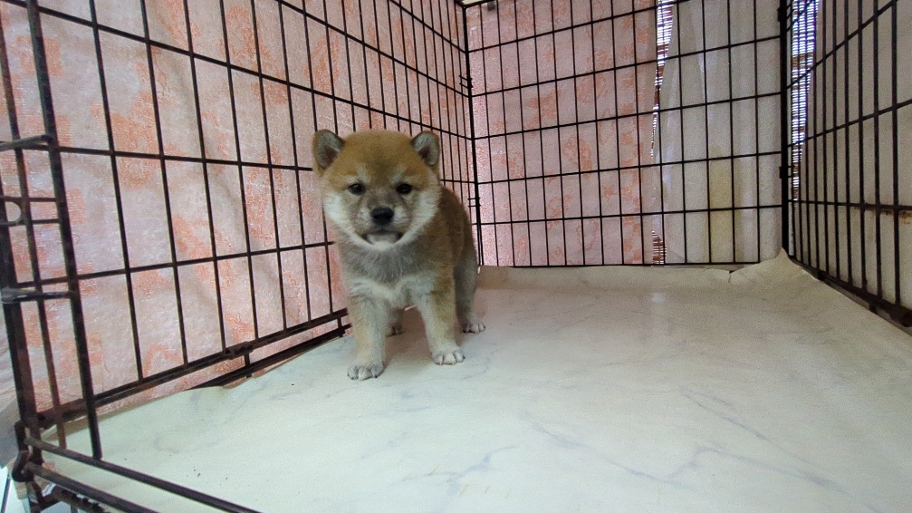 茨城県の柴犬(標準サイズ) (ペットショップスズキ/2025年9月18日生まれ/男の子/その他色)の子犬の1枚目の画像