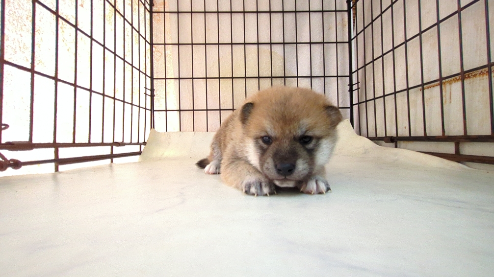 茨城県の柴犬(標準サイズ) (ペットショップスズキ/2025年9月18日生まれ/男の子/その他色)の子犬の2枚目の画像