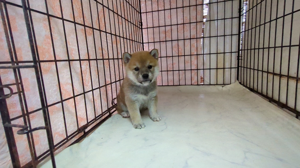 茨城県の柴犬(標準サイズ) (ペットショップスズキ/2025年9月18日生まれ/男の子/その他色)の子犬の2枚目の画像