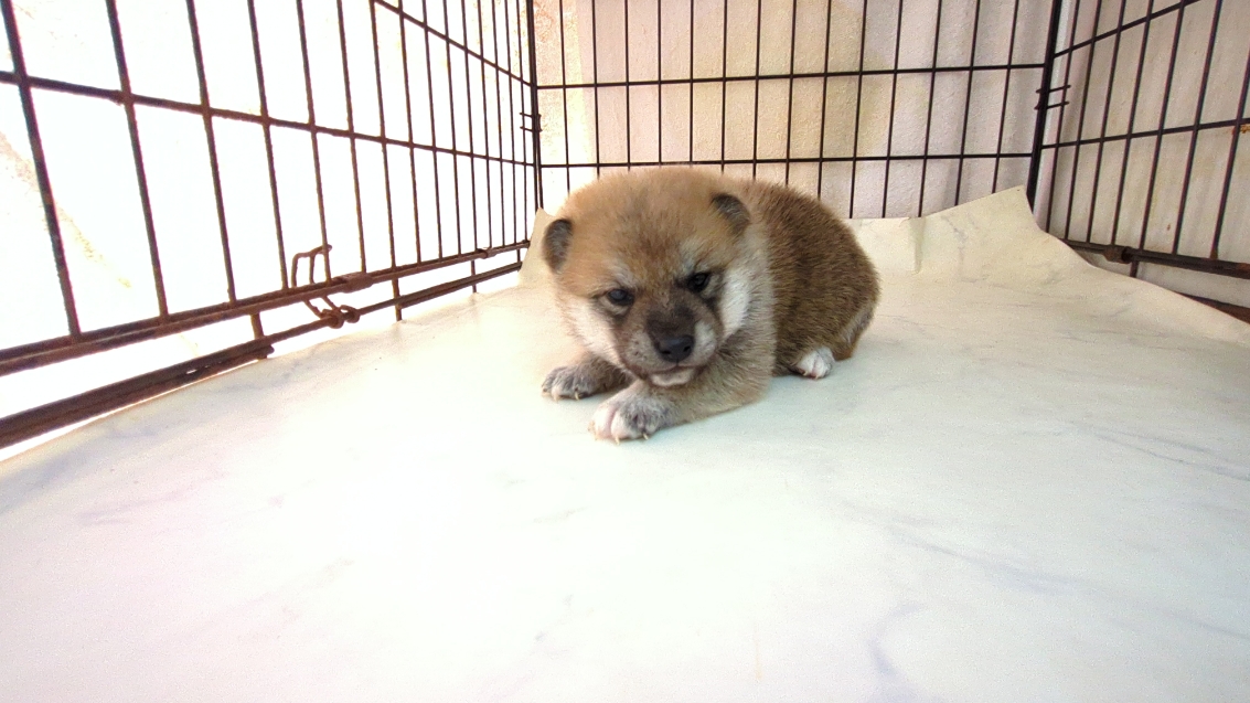 茨城県の柴犬(標準サイズ) (ペットショップスズキ/2025年9月18日生まれ/男の子/その他色)の子犬の3枚目の画像