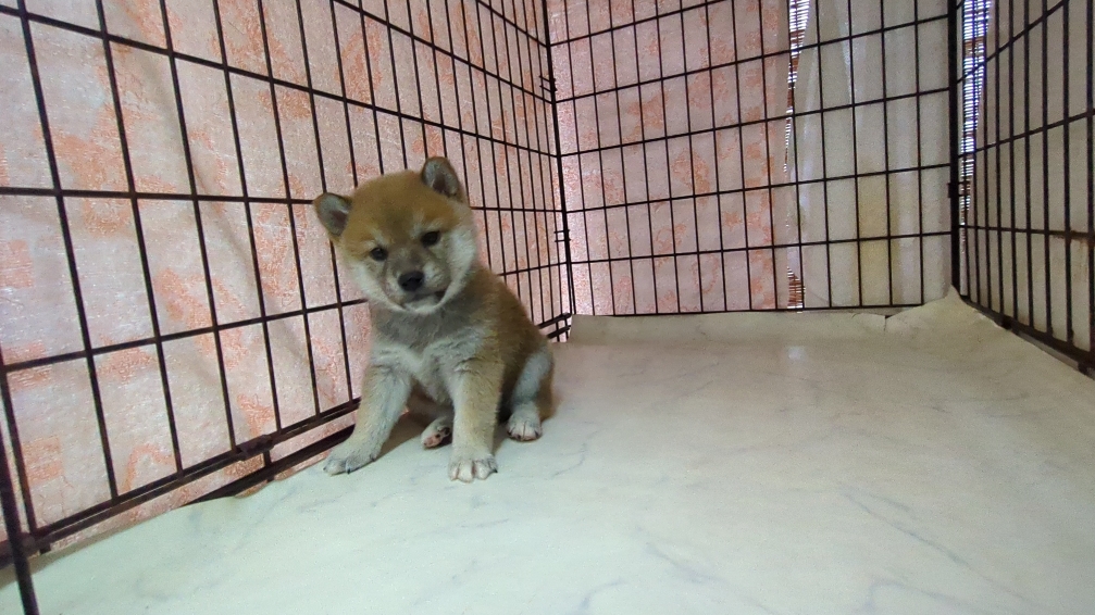 茨城県の柴犬(標準サイズ) (ペットショップスズキ/2025年9月18日生まれ/男の子/その他色)の子犬の3枚目の画像