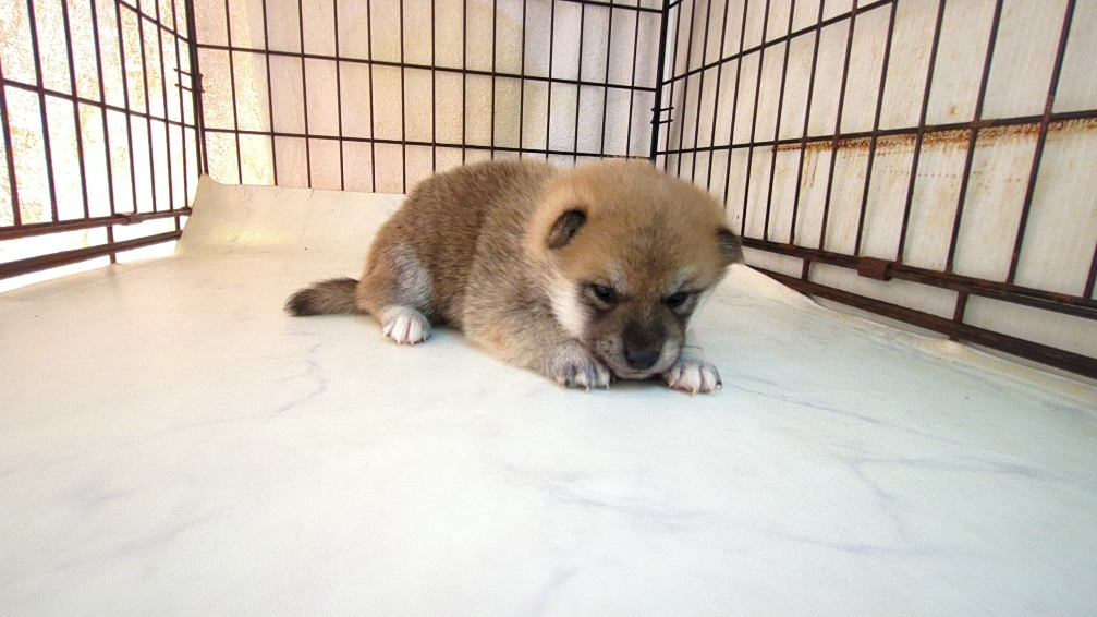 茨城県の柴犬(標準サイズ) (ペットショップスズキ/2025年9月18日生まれ/男の子/その他色)の子犬の4枚目の画像