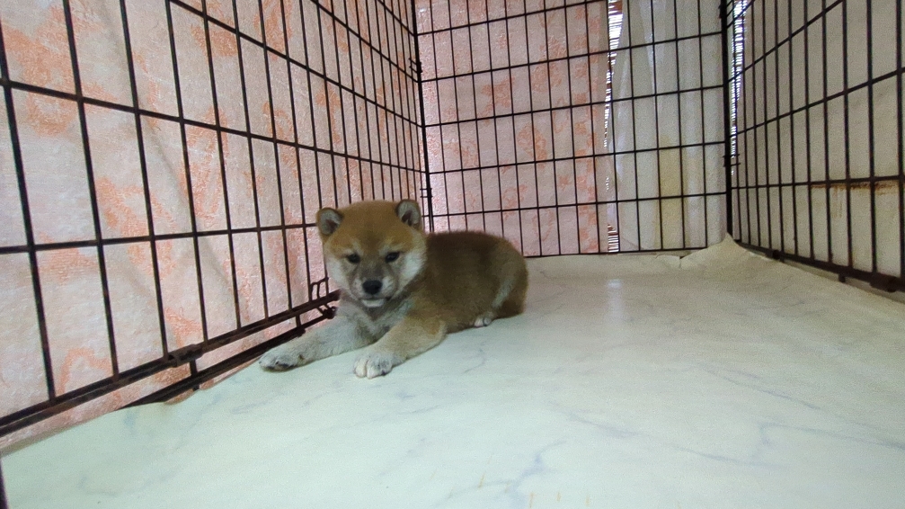 茨城県の柴犬(標準サイズ) (ペットショップスズキ/2025年9月18日生まれ/男の子/その他色)の子犬の4枚目の画像