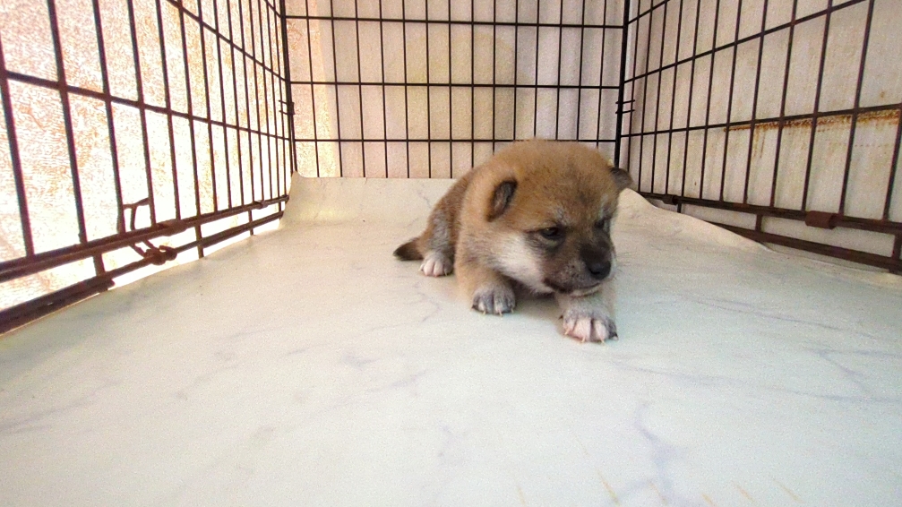 2025年9月18日生まれの柴犬(標準サイズ)の5枚目の写真