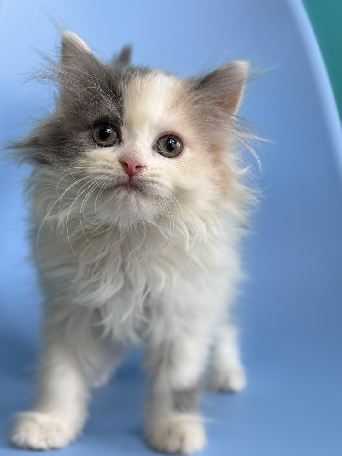 2026年2月10日生まれのミヌエット