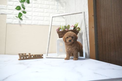 滋賀県のトイプードル(タイニー) (いっぷく湖南店/2025年10月14日生まれ/男の子/レッドフォーン)の子犬の1枚目の画像