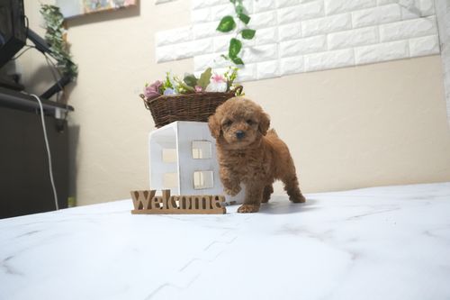 滋賀県のトイプードル(タイニー) (いっぷく湖南店/2025年10月14日生まれ/男の子/レッドフォーン)の子犬の2枚目の画像