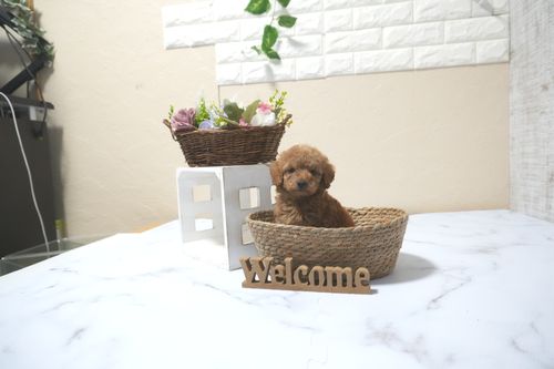 滋賀県のトイプードル(タイニー) (いっぷく湖南店/2025年10月14日生まれ/男の子/レッドフォーン)の子犬の3枚目の画像