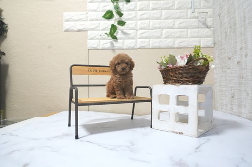 滋賀県のトイプードル(タイニー) (いっぷく湖南店/2025年10月14日生まれ/男の子/レッドフォーン)の子犬の4枚目の画像