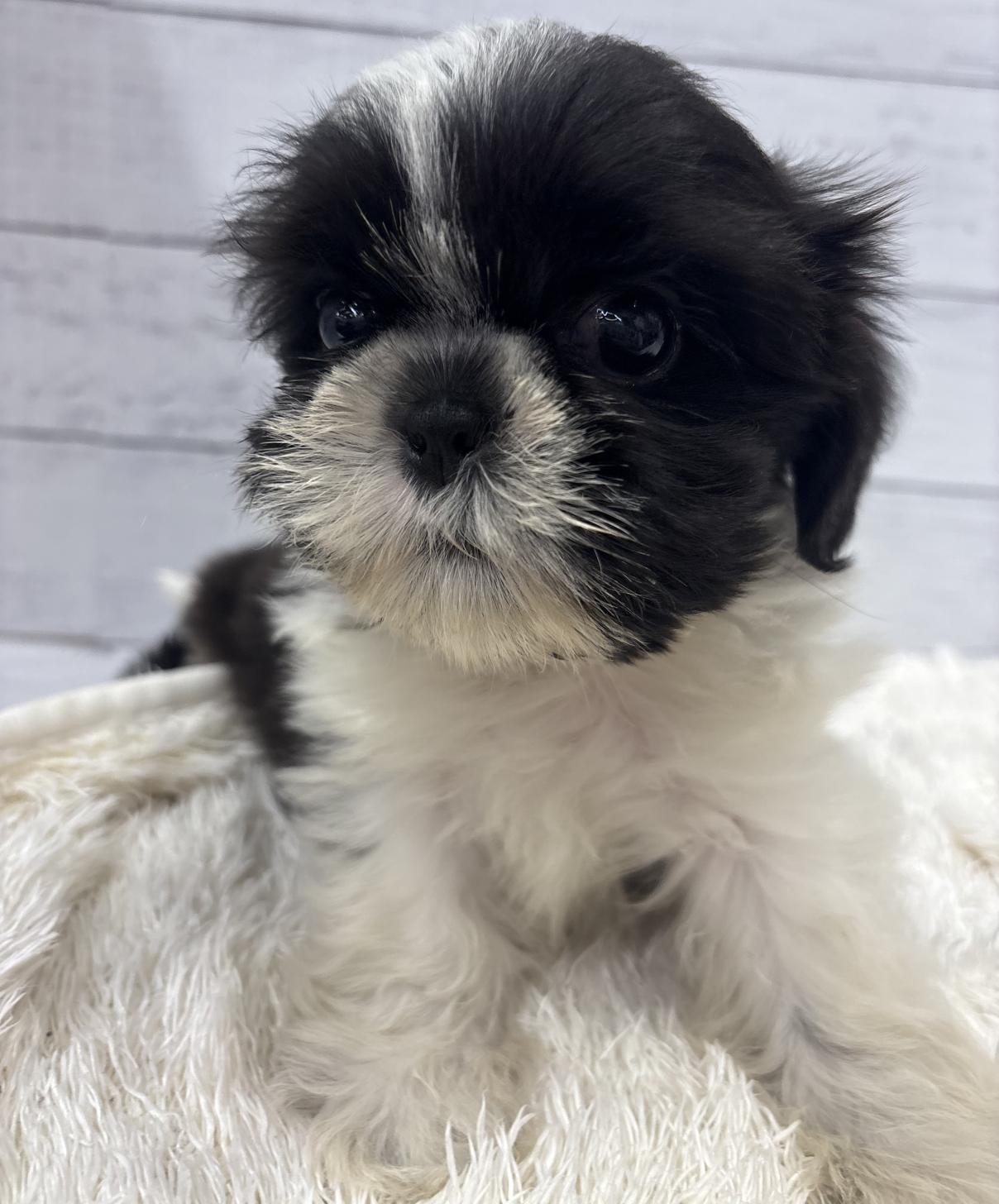 千葉県のシーズー (ペッツワン佐倉店/2026年4月20日生まれ/男の子/ブラックホワイト)の子犬の4枚目の画像