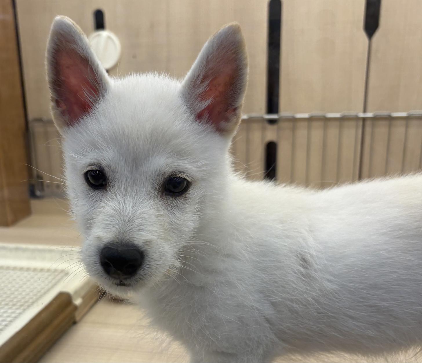 千葉県のハーフ犬・ミックス犬 (ペッツワン佐倉店/2026年4月3日生まれ/男の子/ホワイト)の子犬の1枚目の画像