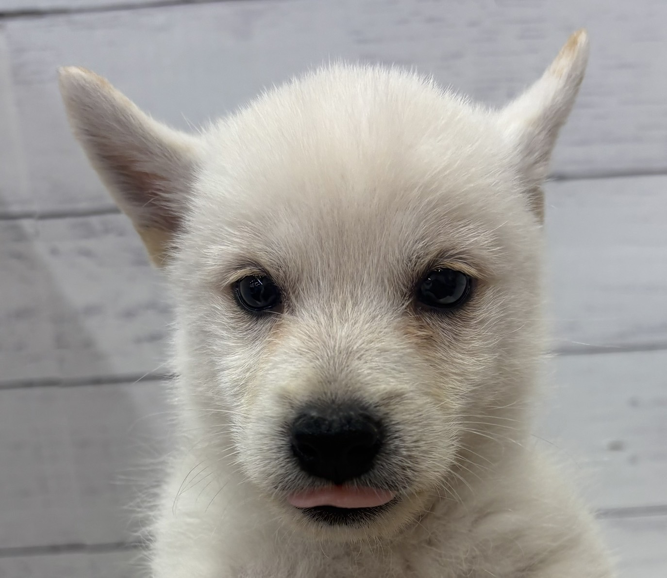千葉県のハーフ犬・ミックス犬 (ペッツワン佐倉店/2026年4月3日生まれ/男の子/ホワイト)の子犬の1枚目の画像