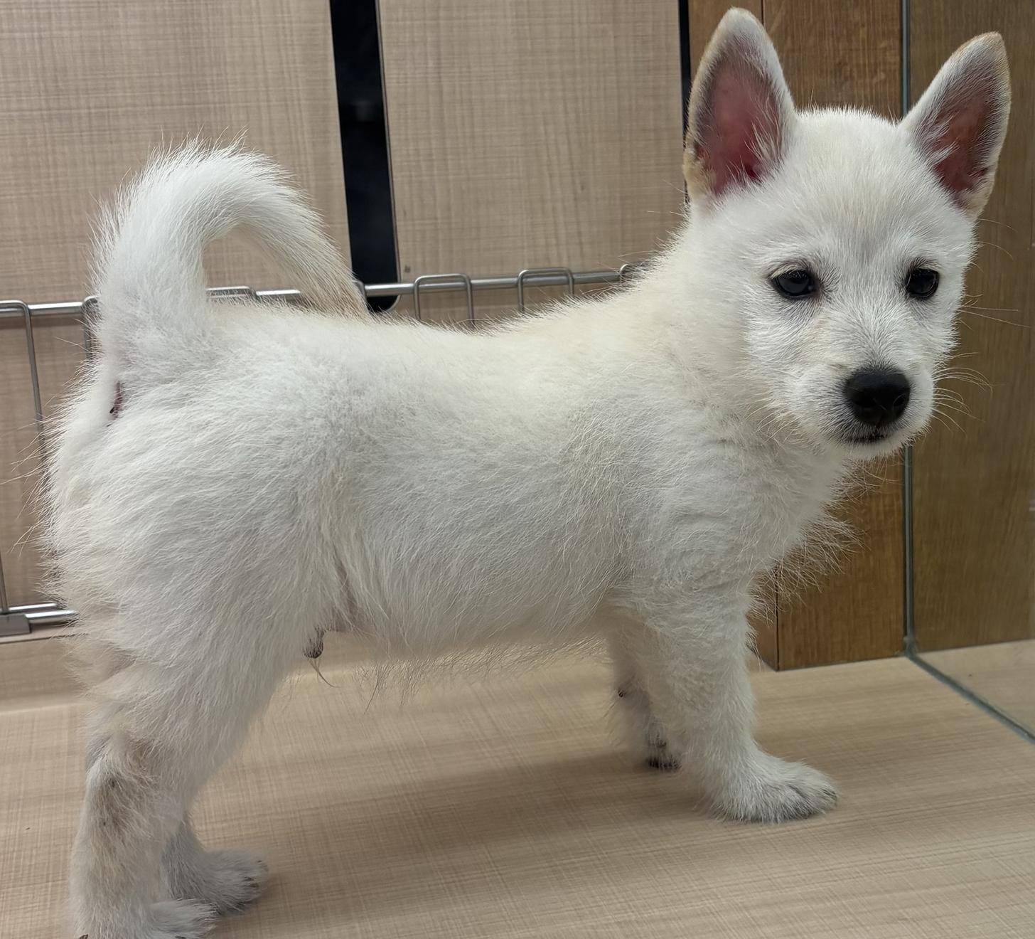 千葉県のハーフ犬・ミックス犬 (ペッツワン佐倉店/2026年4月3日生まれ/男の子/ホワイト)の子犬の2枚目の画像
