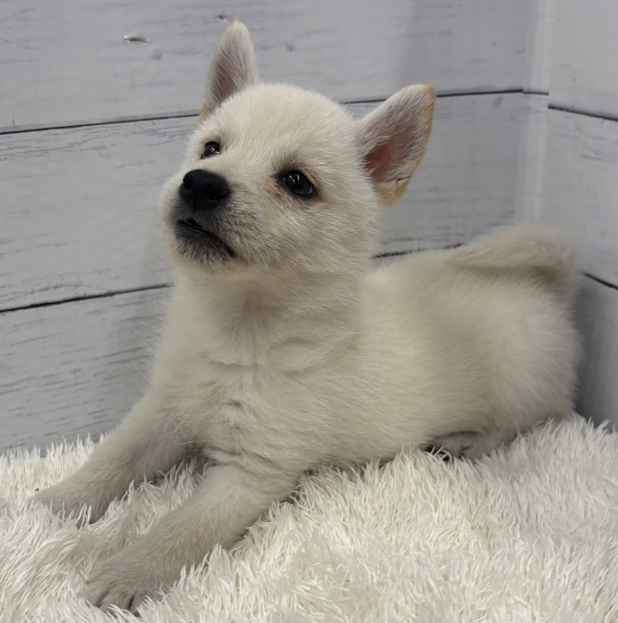 千葉県のハーフ犬・ミックス犬 (ペッツワン佐倉店/2026年4月3日生まれ/男の子/ホワイト)の子犬の2枚目の画像