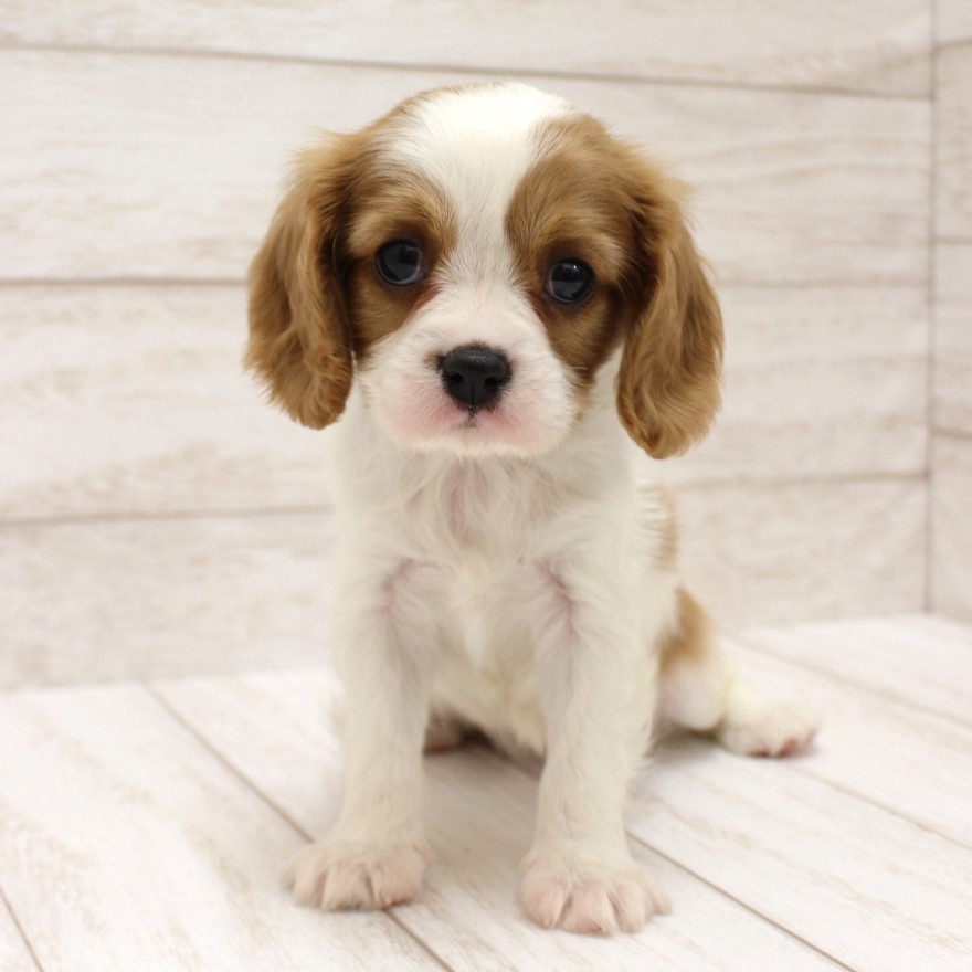 千葉県のキャバリアキングチャールズスパニエル (ペピカファミリー松戸店/2025年10月10日生まれ/女の子/ブレンハイム)の子犬の1枚目の画像