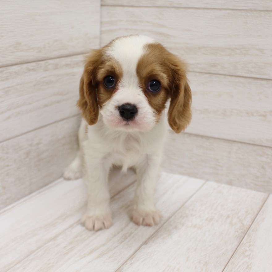 千葉県のキャバリアキングチャールズスパニエル (ペピカファミリー松戸店/2025年10月10日生まれ/女の子/ブレンハイム)の子犬の2枚目の画像