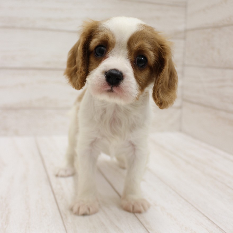 千葉県のキャバリアキングチャールズスパニエル (ペピカファミリー松戸店/2025年10月10日生まれ/女の子/ブレンハイム)の子犬の3枚目の画像