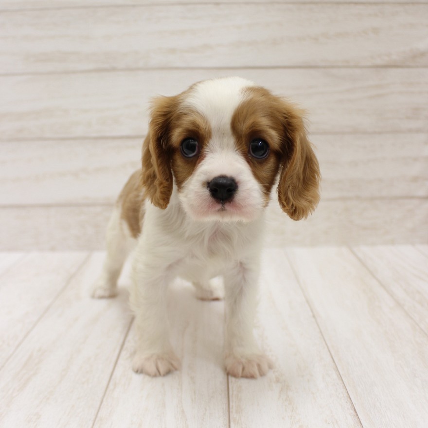 千葉県のキャバリアキングチャールズスパニエル (ペピカファミリー松戸店/2025年10月10日生まれ/女の子/ブレンハイム)の子犬の4枚目の画像