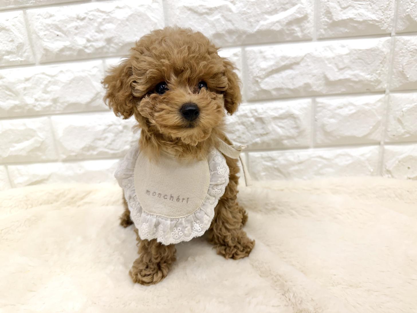 神奈川県のトイプードル(トイ) (ペッツコンシェル鶴見元宮店/2026年4月1日生まれ/女の子/レッドフォーン)の子犬の1枚目の画像