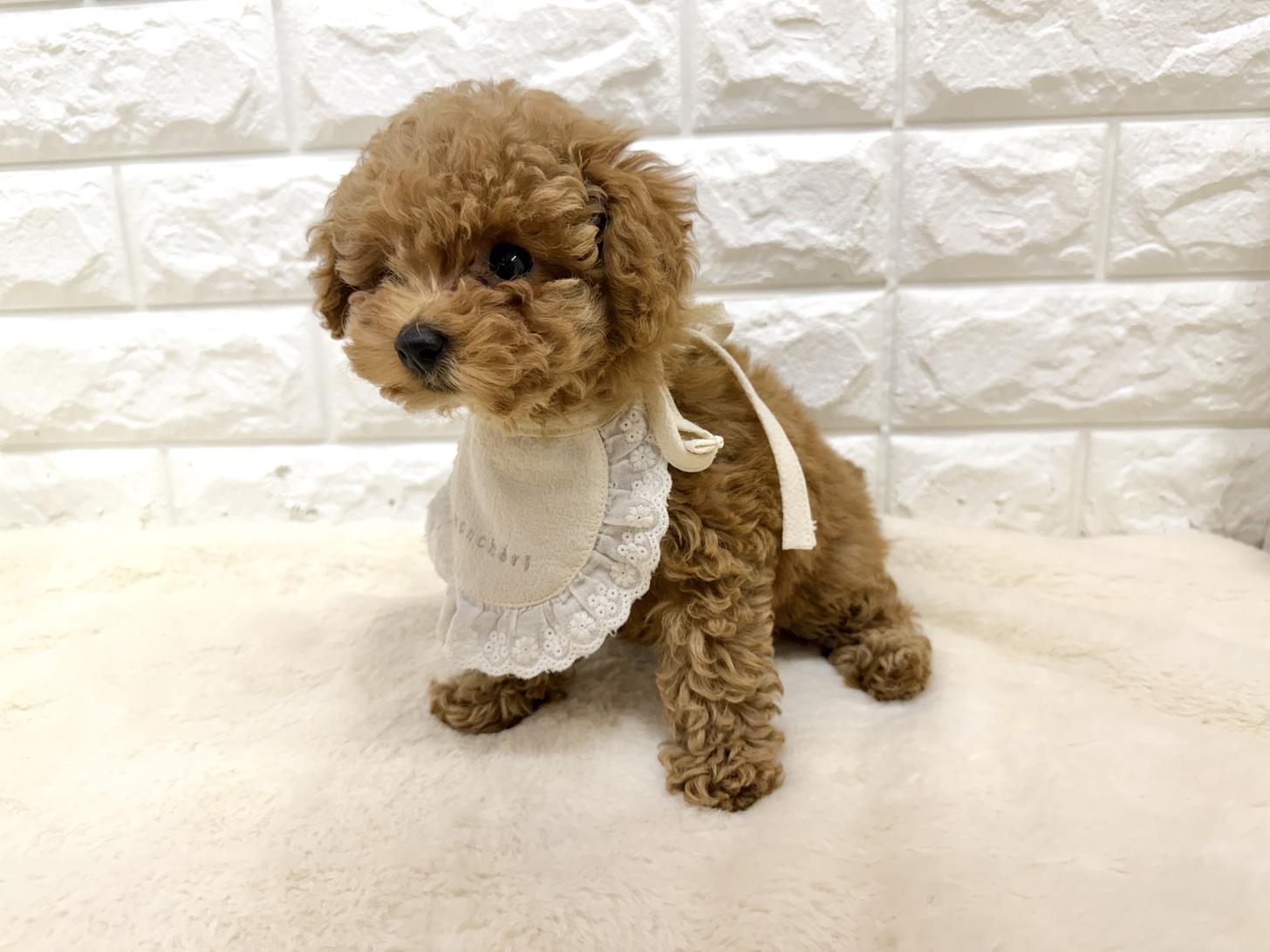 神奈川県のトイプードル(トイ) (ペッツコンシェル鶴見元宮店/2026年4月1日生まれ/女の子/レッドフォーン)の子犬の2枚目の画像