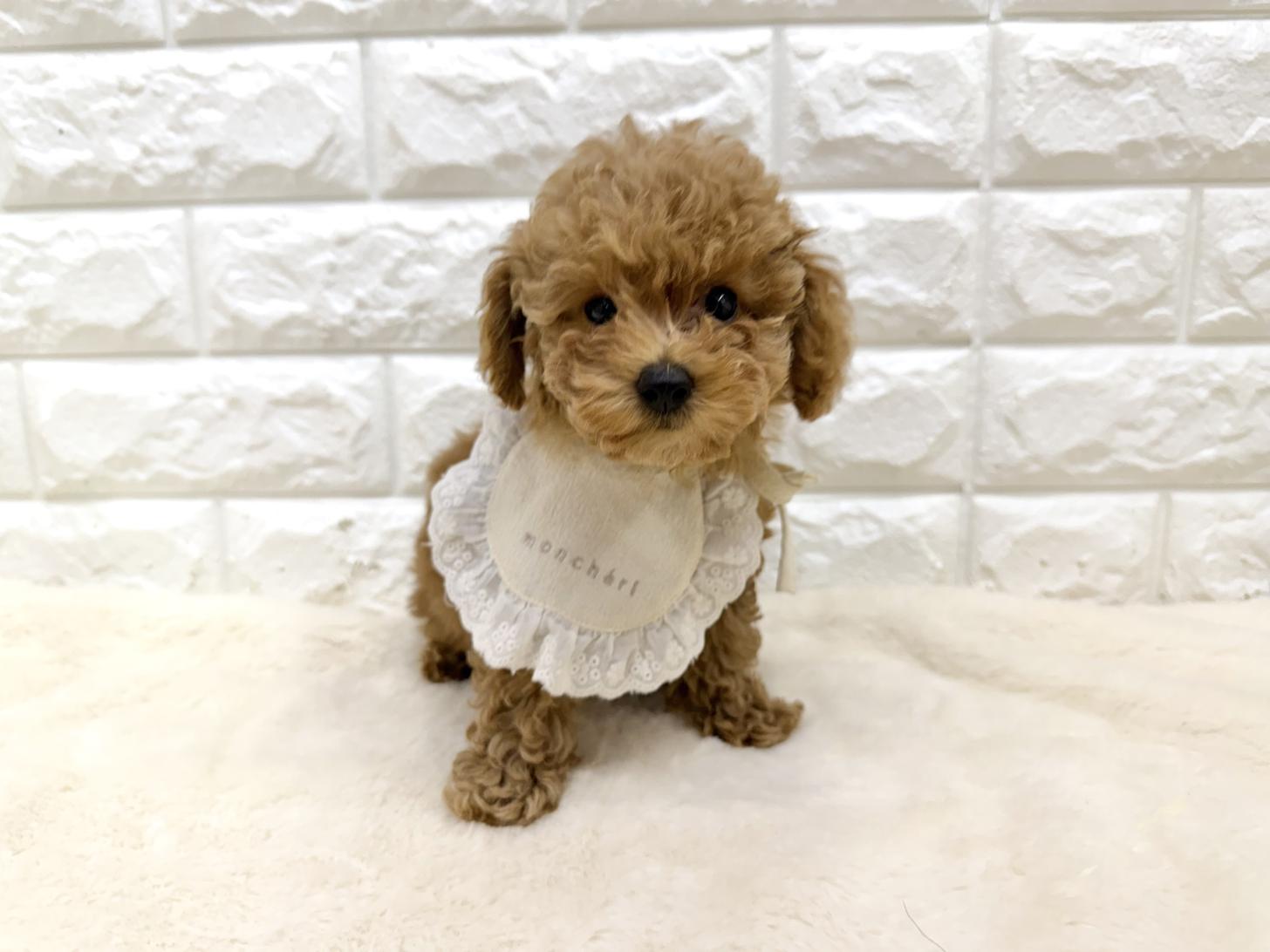 神奈川県のトイプードル(トイ) (ペッツコンシェル鶴見元宮店/2026年4月1日生まれ/女の子/レッドフォーン)の子犬の4枚目の画像