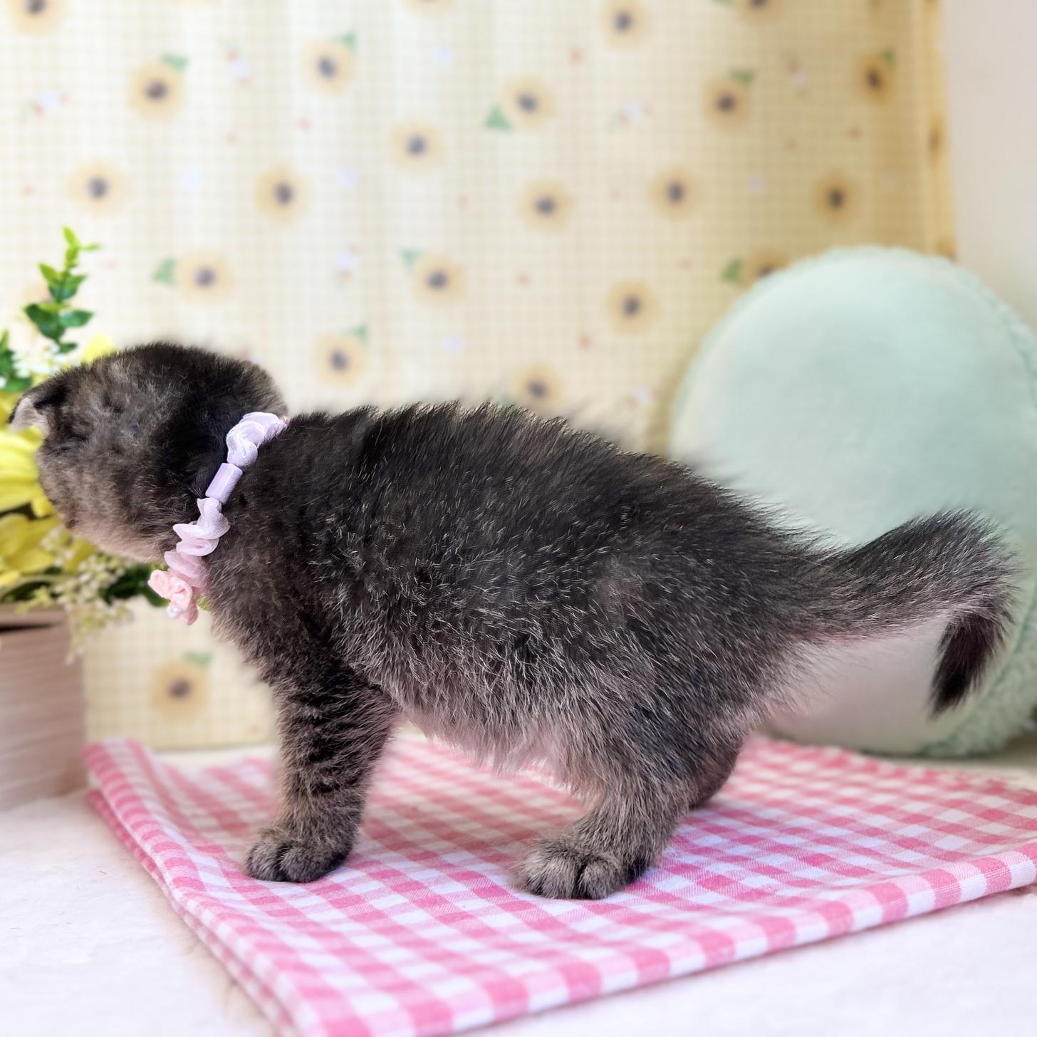 神奈川県のスコティッシュフォールド (にゃんこハウスPAW/2025年5月27日生まれ/女の子/ブラウンタビー)の子猫の3枚目の画像