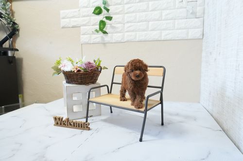 滋賀県のトイプードル(タイニー) (いっぷく湖南店/2026年2月24日生まれ/男の子/レッドフォーン)の子犬の1枚目の画像