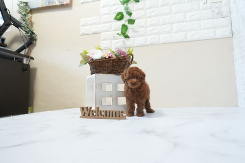 滋賀県のトイプードル(タイニー) (いっぷく湖南店/2026年2月24日生まれ/男の子/レッドフォーン)の子犬の2枚目の画像