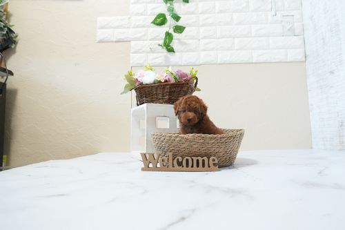 滋賀県のトイプードル(タイニー) (いっぷく湖南店/2026年2月24日生まれ/男の子/レッドフォーン)の子犬の3枚目の画像