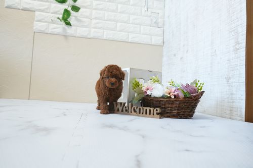 滋賀県のトイプードル(タイニー) (いっぷく湖南店/2026年2月24日生まれ/男の子/レッドフォーン)の子犬の4枚目の画像