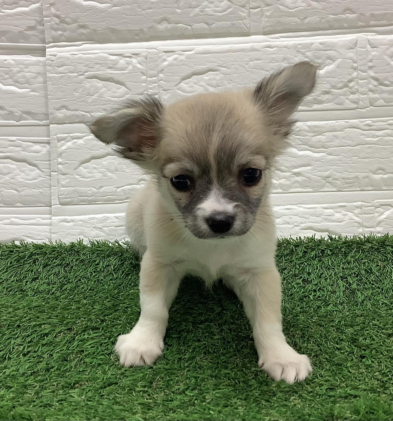 福岡県のチワワ(ロング) (ディスワン ドッグズホーム大野城店/2025年9月1日生まれ/女の子/フォーンホワイト)の子犬