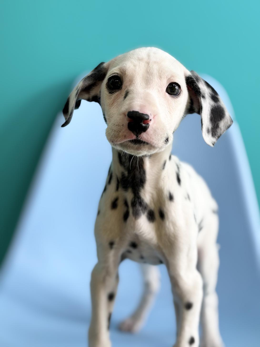 埼玉県のダルメシアン (ペッツスマイル加須インター店/2025年11月11日生まれ/男の子/ホワイトブラック)の子犬の1枚目の画像