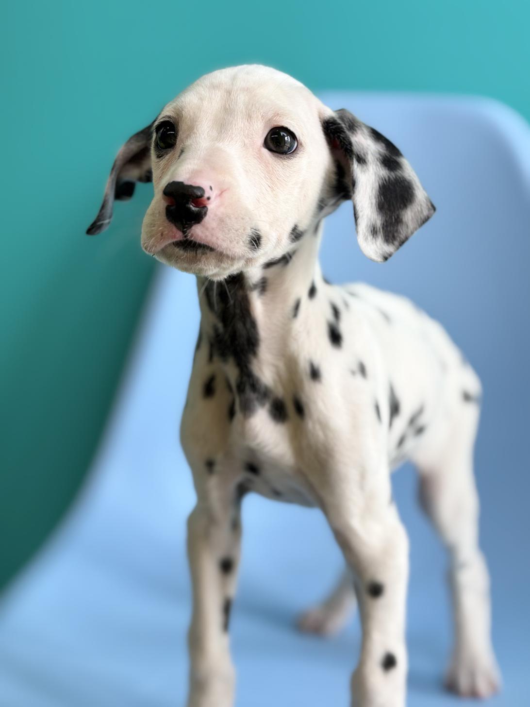 埼玉県のダルメシアン (ペッツスマイル加須インター店/2025年11月11日生まれ/男の子/ホワイトブラック)の子犬の2枚目の画像
