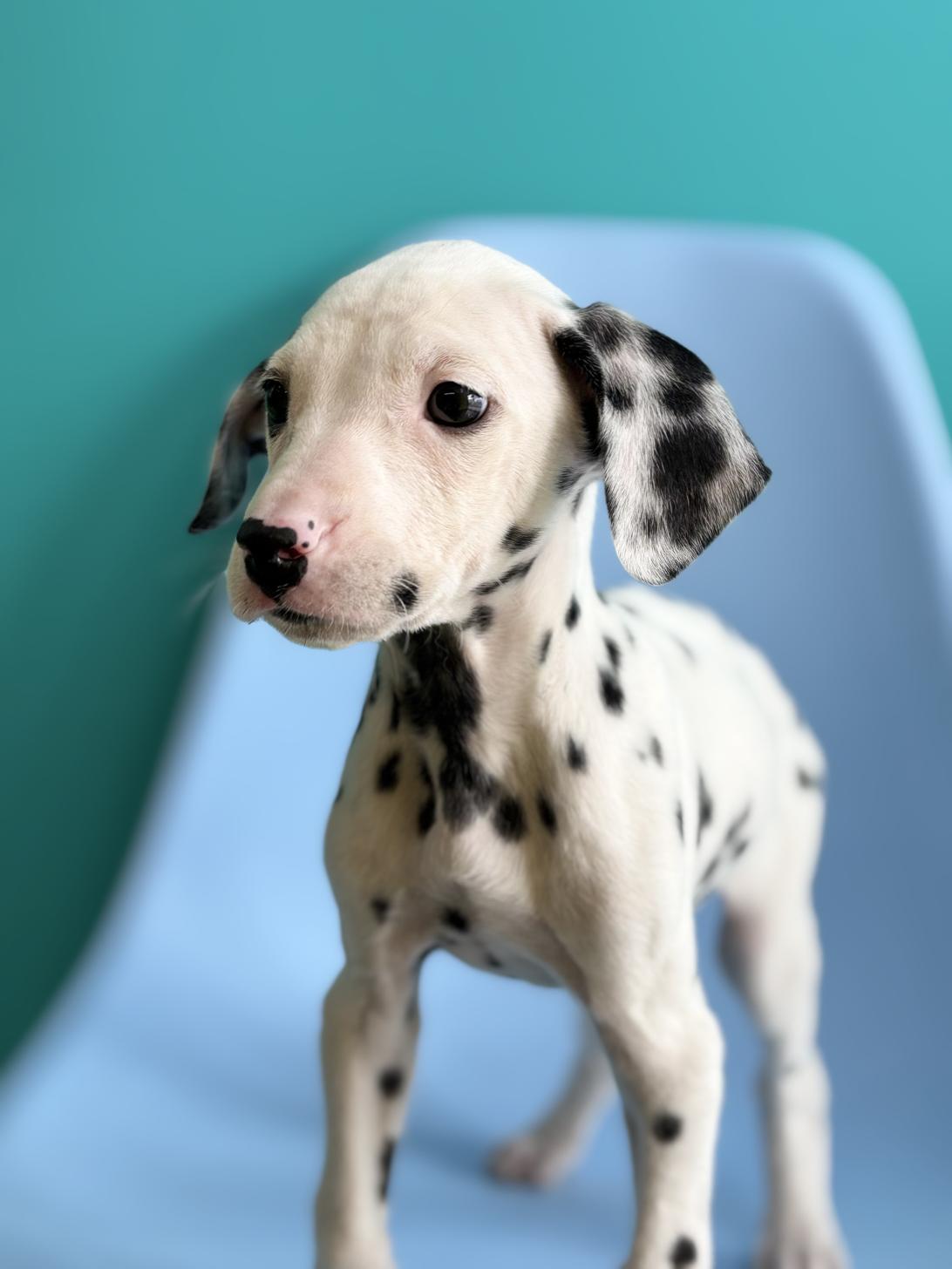 埼玉県のダルメシアン (ペッツスマイル加須インター店/2025年11月11日生まれ/男の子/ホワイトブラック)の子犬の3枚目の画像