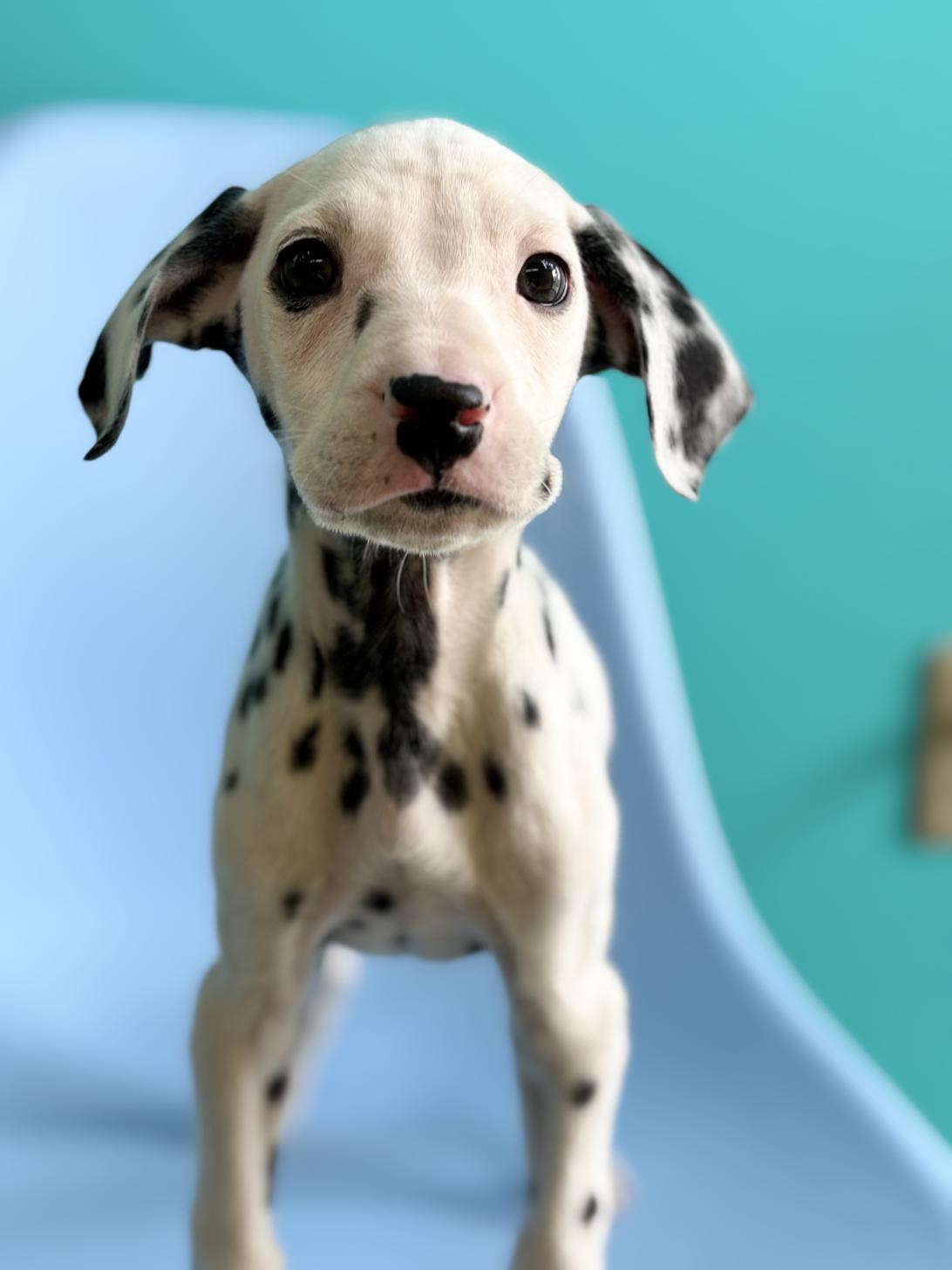 埼玉県のダルメシアン (ペッツスマイル加須インター店/2025年11月11日生まれ/男の子/ホワイトブラック)の子犬の4枚目の画像