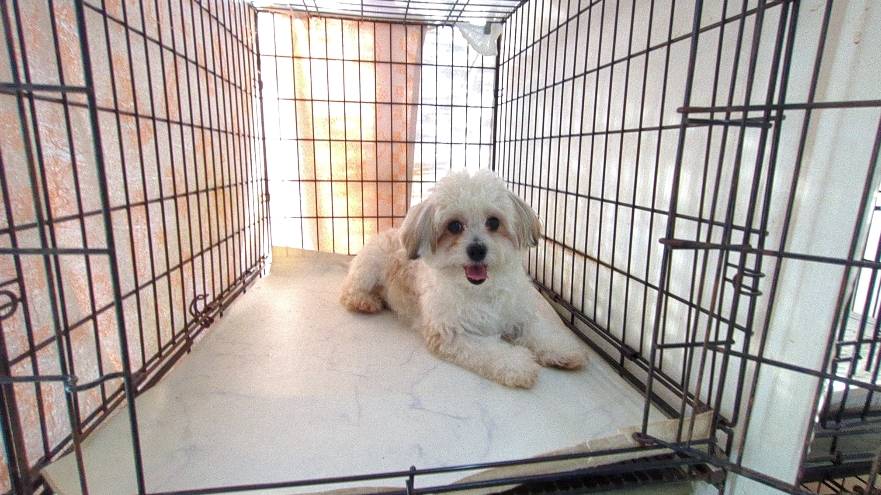 茨城県のチワマル/マルチワ(チワワ×マルチーズ) (ペットショップスズキ/2025年4月26日生まれ/男の子/ゴールドホワイト)の子犬