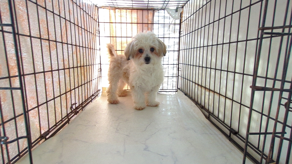 茨城県のチワマル/マルチワ(チワワ×マルチーズ) (ペットショップスズキ/2025年4月26日生まれ/男の子/ゴールドホワイト)の子犬の2枚目の画像