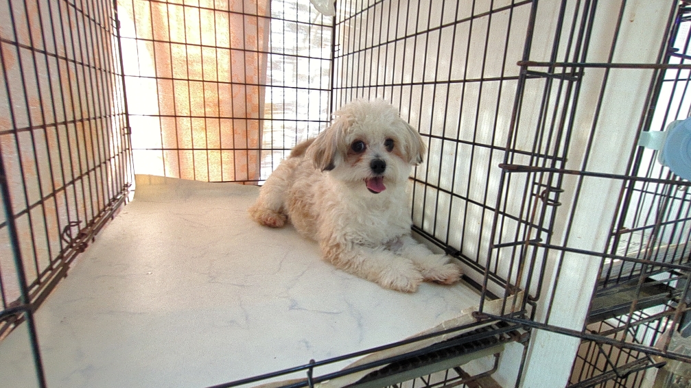 茨城県のチワマル/マルチワ(チワワ×マルチーズ) (ペットショップスズキ/2025年4月26日生まれ/男の子/ゴールドホワイト)の子犬の3枚目の画像