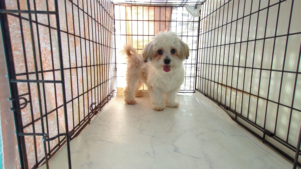 茨城県のチワマル/マルチワ(チワワ×マルチーズ) (ペットショップスズキ/2025年4月26日生まれ/男の子/ゴールドホワイト)の子犬の4枚目の画像