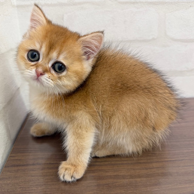 東京都のブリティッシュショートヘアー (ペッツコンシェルMitteN府中店/2026年1月20日生まれ/女の子/ブラックゴールデンシェーデット)の子猫