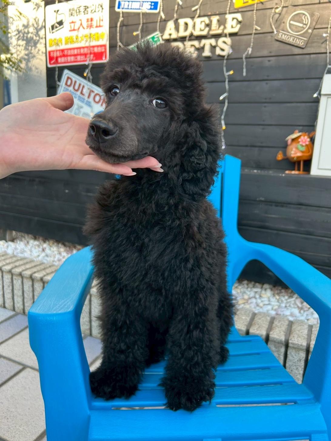 埼玉県のスタンダードプードル (ADELE PETS/2025年3月25日生まれ/男の子/ブラック)の子犬