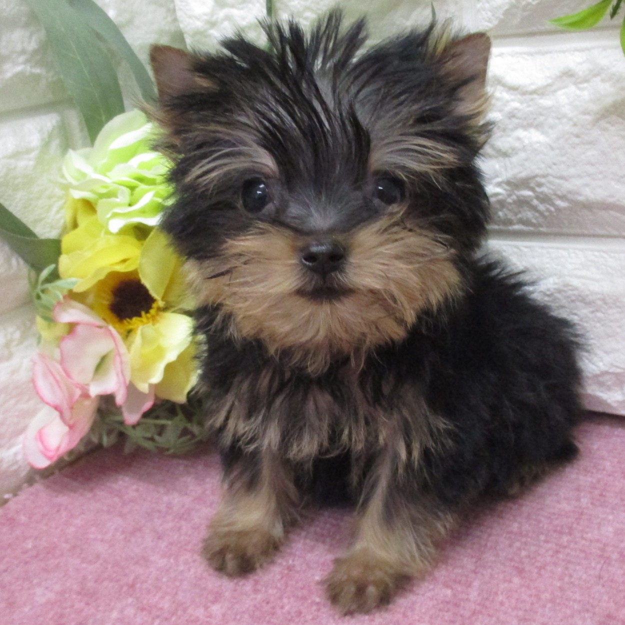 東京都のヨークシャーテリア (ペッツコンシェル府中四谷店/2026年2月8日生まれ/男の子/ダークスティールブルー＆タン)の子犬の1枚目の画像