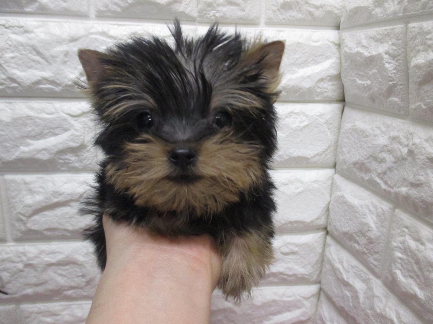 東京都のヨークシャーテリア (ペッツコンシェル府中四谷店/2026年2月8日生まれ/男の子/ダークスティールブルー＆タン)の子犬の2枚目の画像