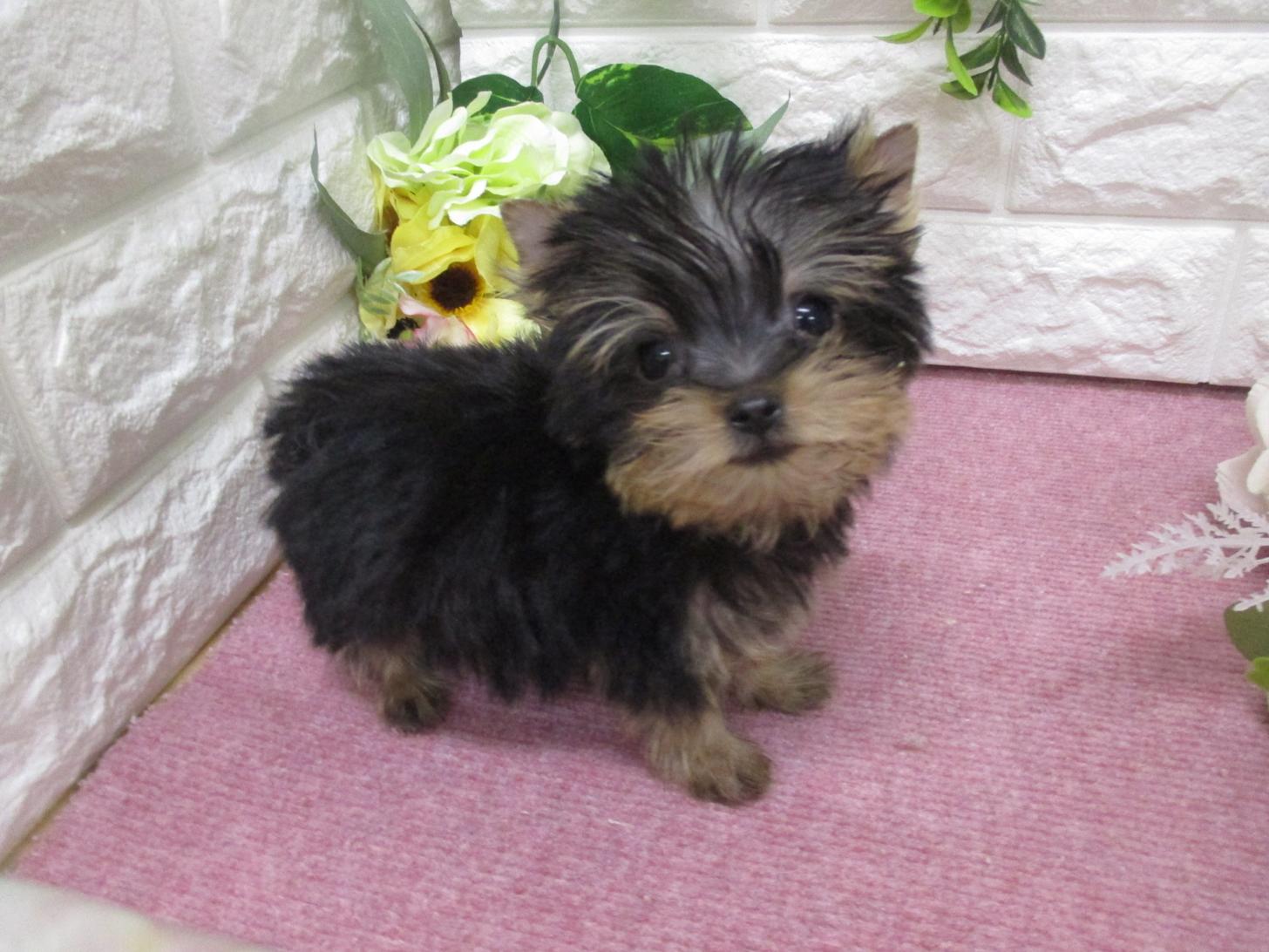 東京都のヨークシャーテリア (ペッツコンシェル府中四谷店/2026年2月8日生まれ/男の子/ダークスティールブルー＆タン)の子犬の3枚目の画像