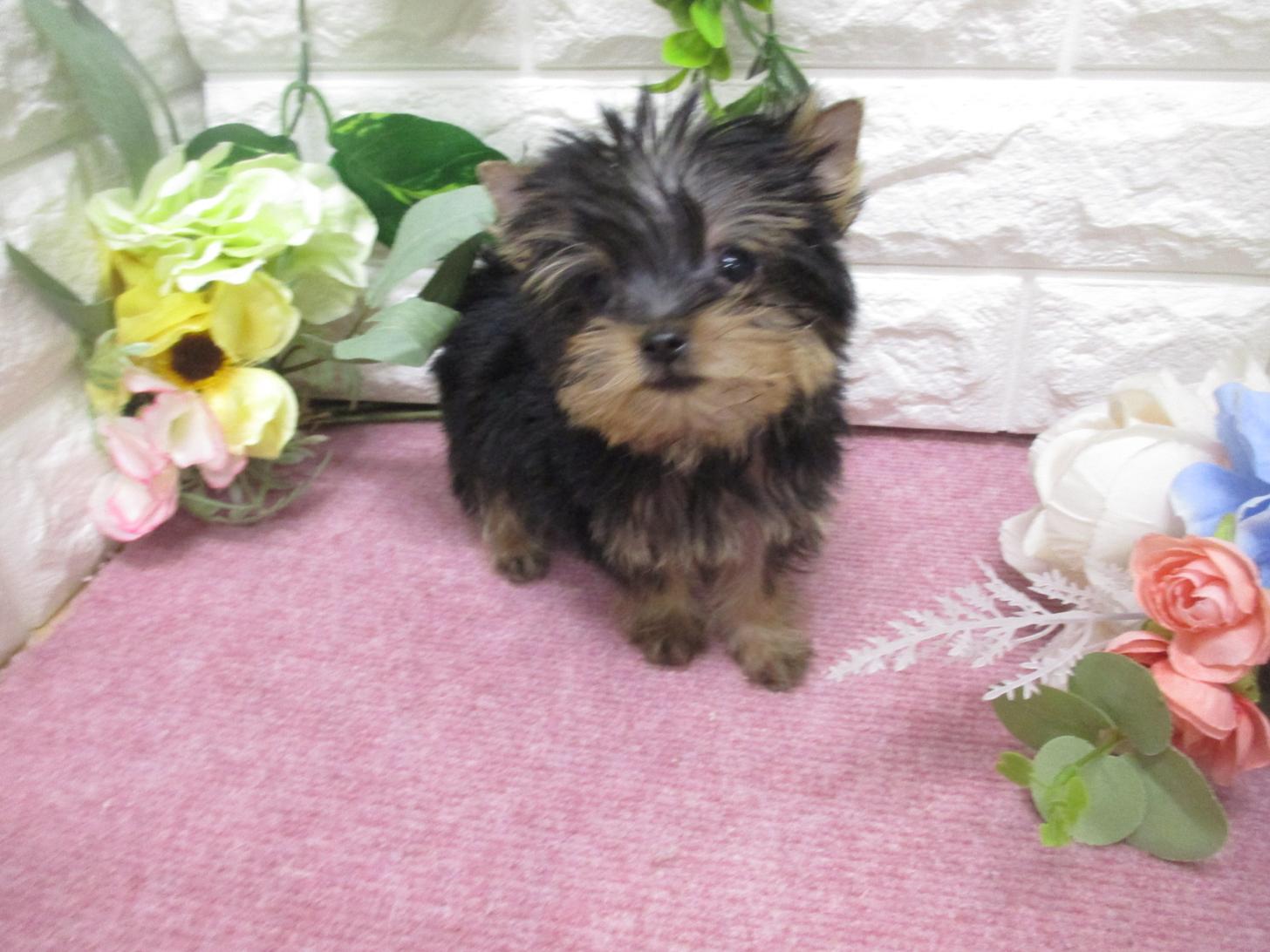 東京都のヨークシャーテリア (ペッツコンシェル府中四谷店/2026年2月8日生まれ/男の子/ダークスティールブルー＆タン)の子犬の4枚目の画像