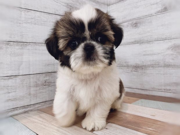 新潟県のシーズーの子犬を価格や特徴で探す|ペットショップ探すなら