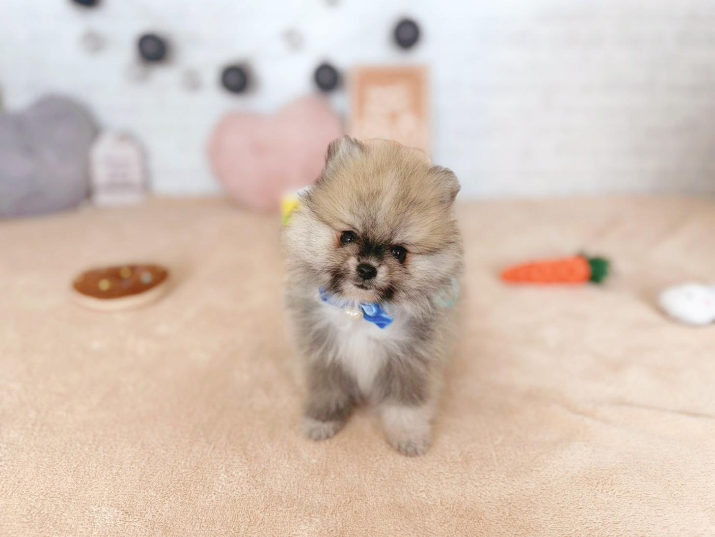 北海道のポメラニアン (ペットショップだんぼ/2025年10月23日生まれ/男の子/ウルフセーブル)の子犬