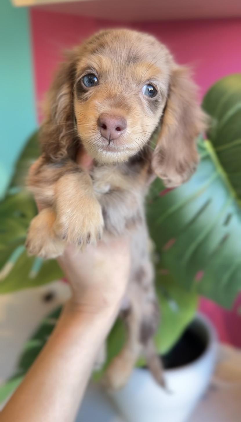 埼玉県のミニチュアダックスフンド(ロング) (PET SHOP Tiny tales/2025年9月16日生まれ/男の子/チョコレートダップル)の子犬の1枚目の画像