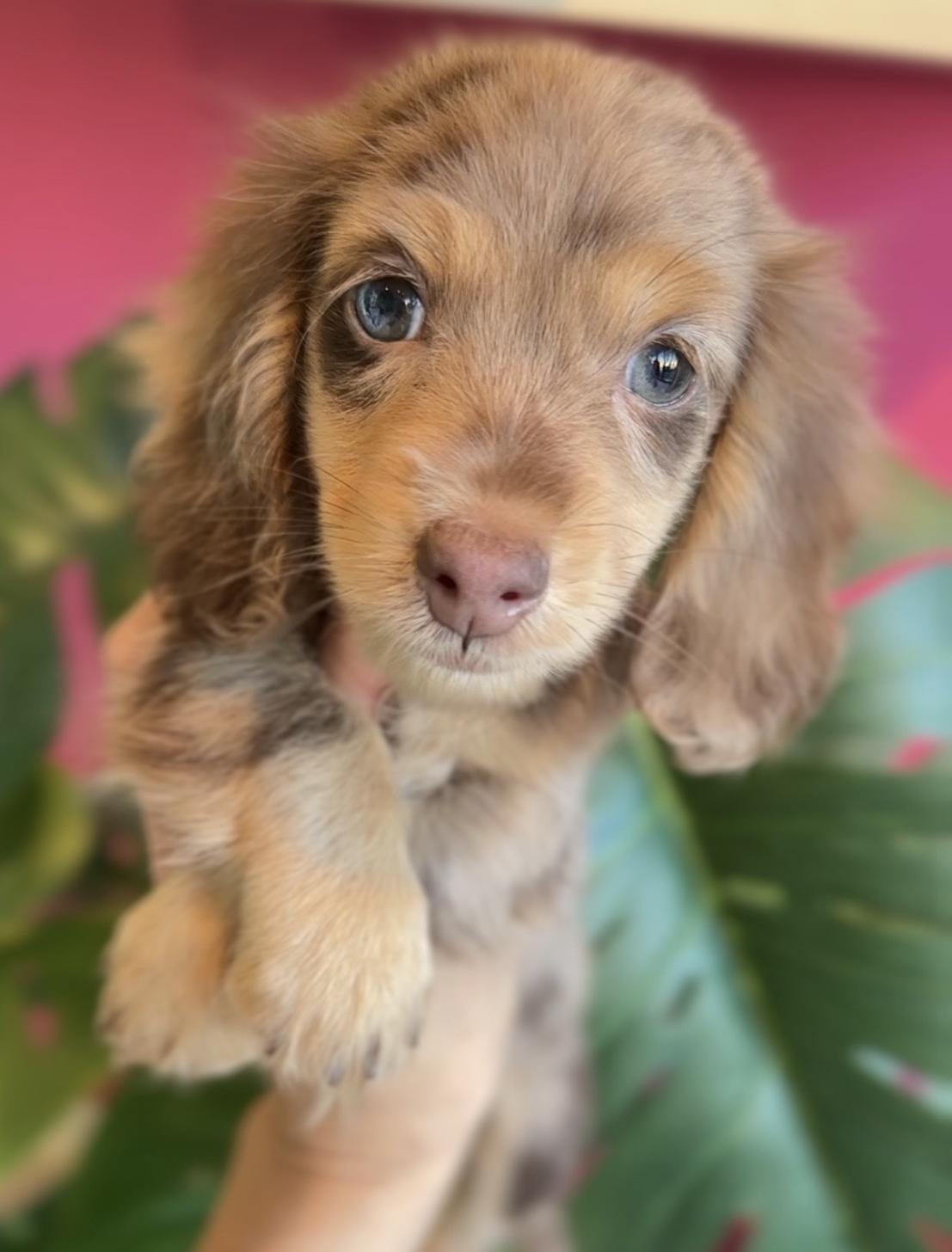 埼玉県のミニチュアダックスフンド(ロング) (PET SHOP Tiny tales/2025年9月16日生まれ/男の子/チョコレートダップル)の子犬の1枚目の画像